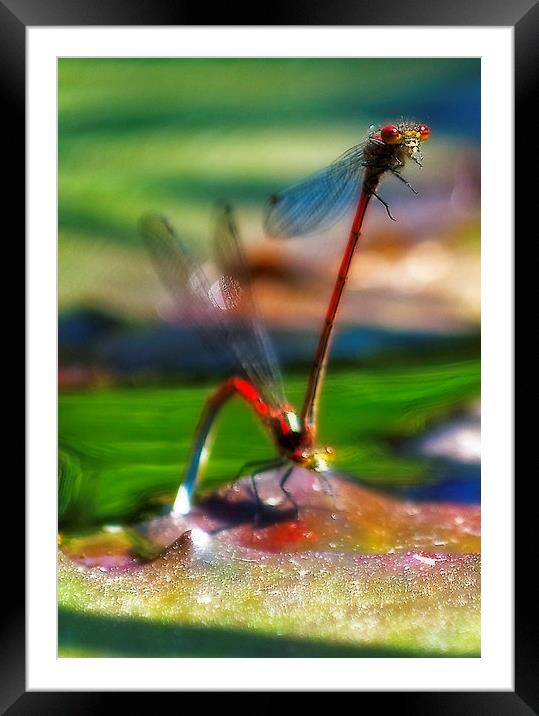 Mating Dragonfly Framed Mounted Print by Simon Litchfield