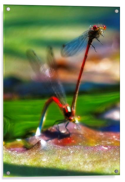 Mating Dragonfly Acrylic by Simon Litchfield