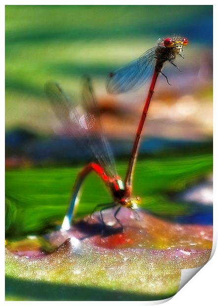 Mating Dragonfly Print by Simon Litchfield