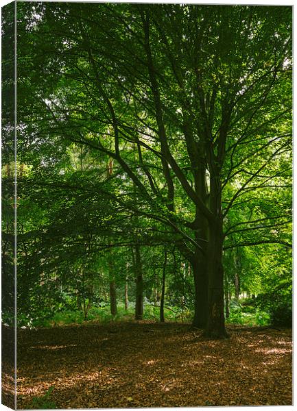 Beach trees in deciduous woodland. Canvas Print by Liam Grant