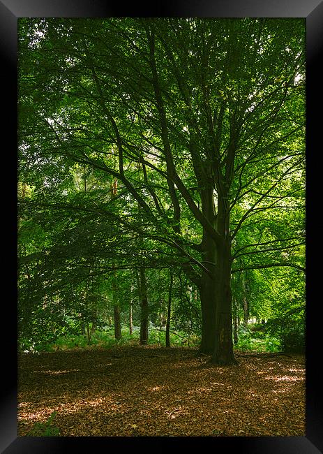 Beach trees in deciduous woodland. Framed Print by Liam Grant