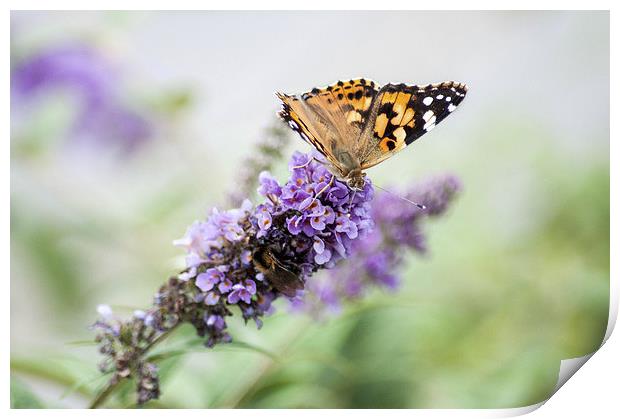 Painted Lady Butterfly Print by Judith Parkyn