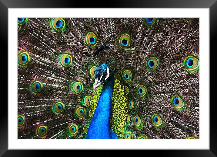 Pretty Peacock Framed Mounted Print by Nige Morton