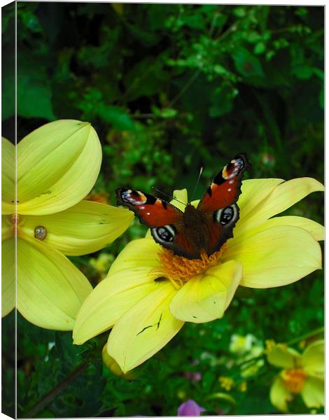 Peaceful Peacock! Canvas Print by Eleanor McCabe