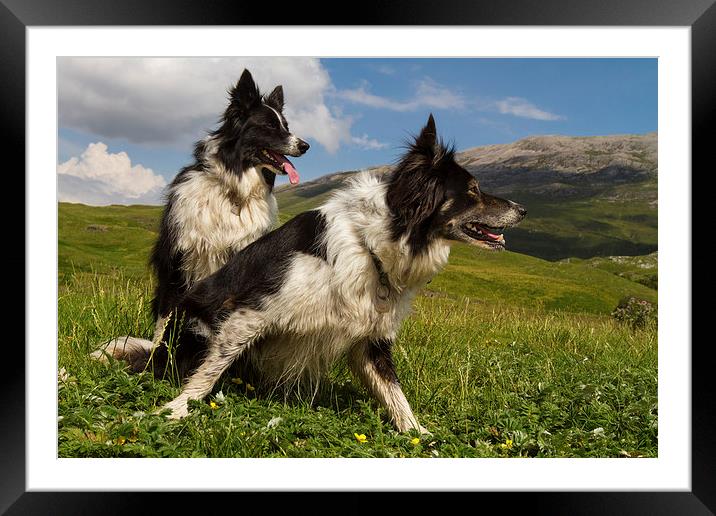 A couple of border collies Framed Mounted Print by Gabor Pozsgai