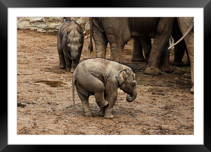 Baby Elephant Framed Mounted Print by Matthew Bates