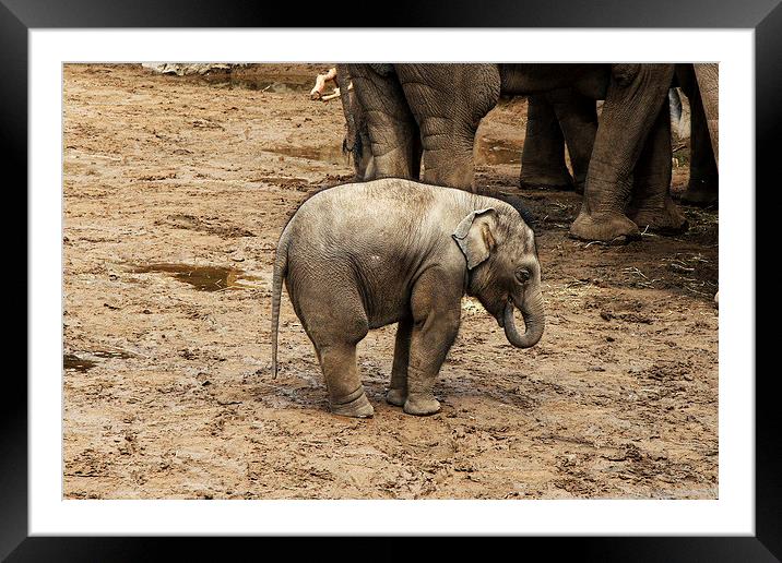 Baby Elephant calf Framed Mounted Print by Matthew Bates