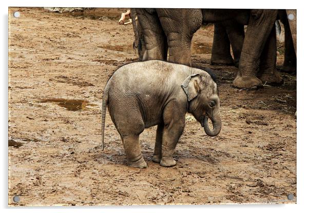 Baby Elephant calf Acrylic by Matthew Bates
