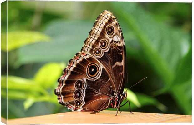 Common Morpho Butterfly Canvas Print by Matthew Bates