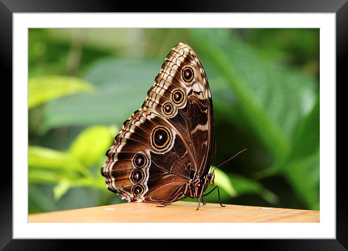 Common Morpho Butterfly Framed Mounted Print by Matthew Bates