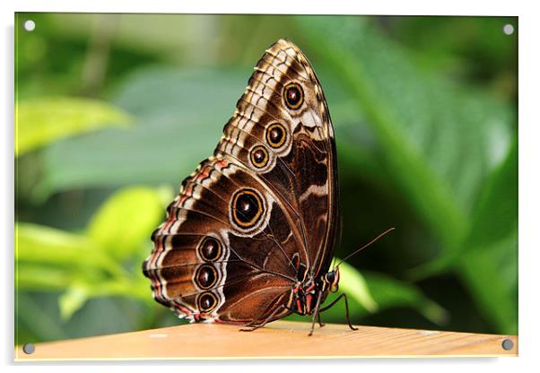 Common Morpho Butterfly Acrylic by Matthew Bates