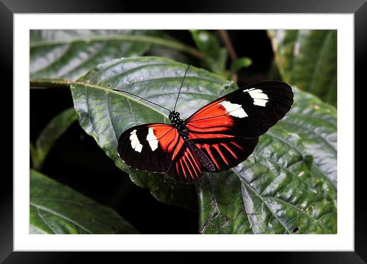 Postman Butterfly Framed Mounted Print by Matthew Bates