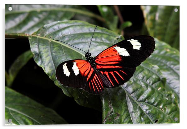 Postman Butterfly Acrylic by Matthew Bates