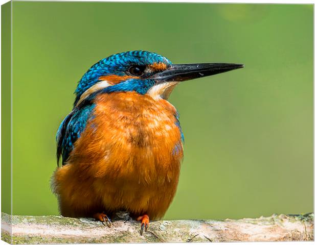 The Kingfisher Canvas Print by Roger Byng