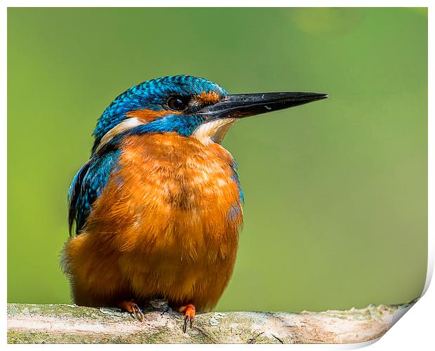 The Kingfisher Print by Roger Byng