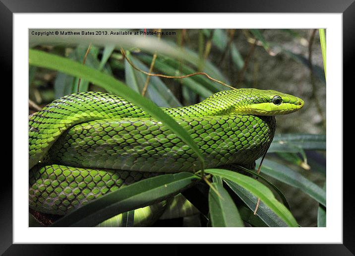 Green Snake Framed Mounted Print by Matthew Bates