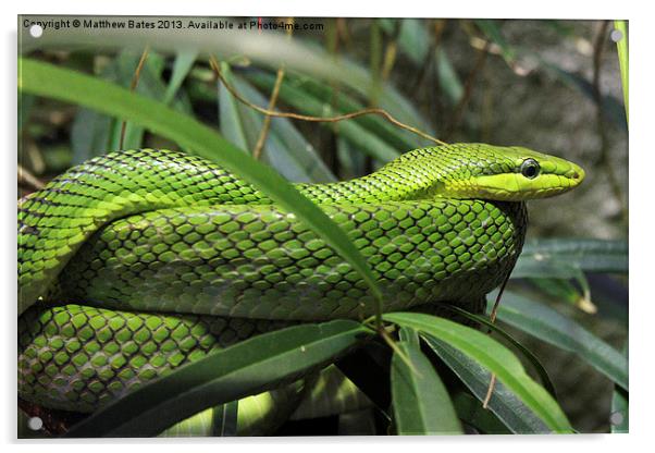 Green Snake Acrylic by Matthew Bates