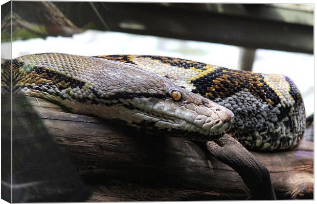 Reticulated Python Canvas Print by Matthew Bates