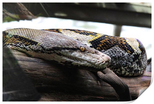 Reticulated Python Print by Matthew Bates