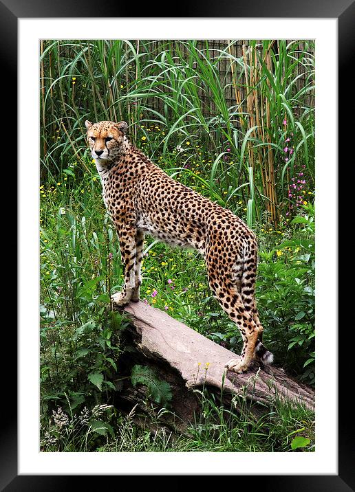 Cheetah Framed Mounted Print by Matthew Bates