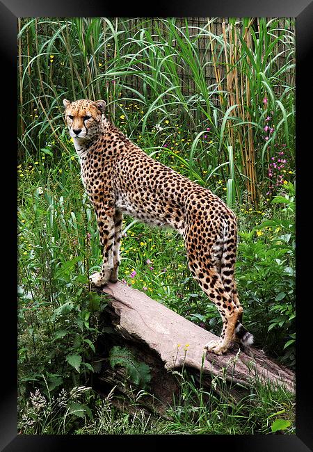 Cheetah Framed Print by Matthew Bates