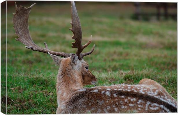 Whos there Deer Canvas Print by nigel smith