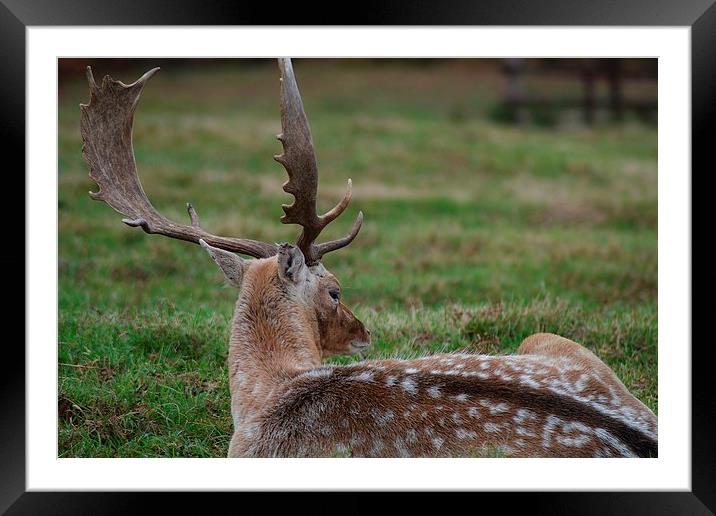 Whos there Deer Framed Mounted Print by nigel smith