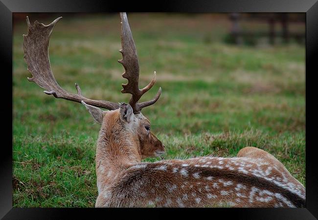 Whos there Deer Framed Print by nigel smith