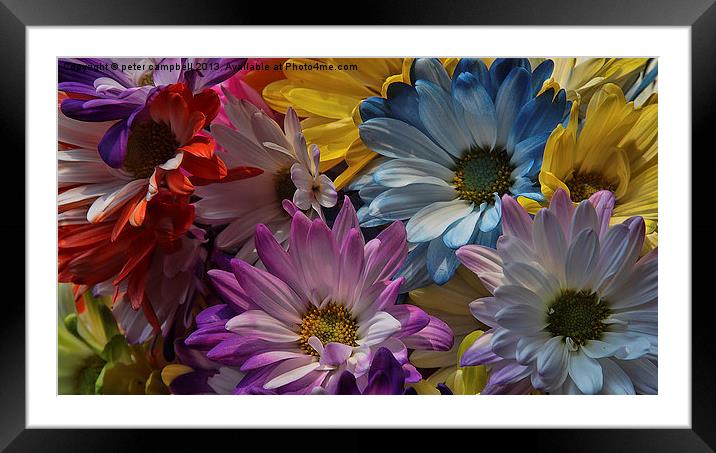 Colorful Flower Framed Mounted Print by peter campbell