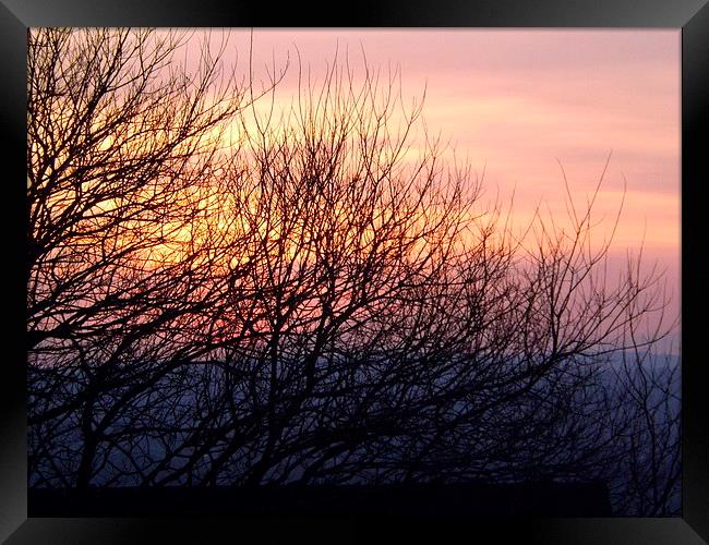 Spring Sunset through the bare trees Framed Print by Bill Lighterness