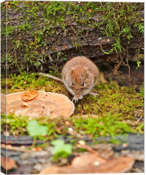 Bank Vole Canvas Print by Paul Scoullar