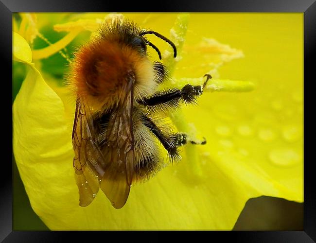 Busy Bee Framed Print by michelle whitebrook