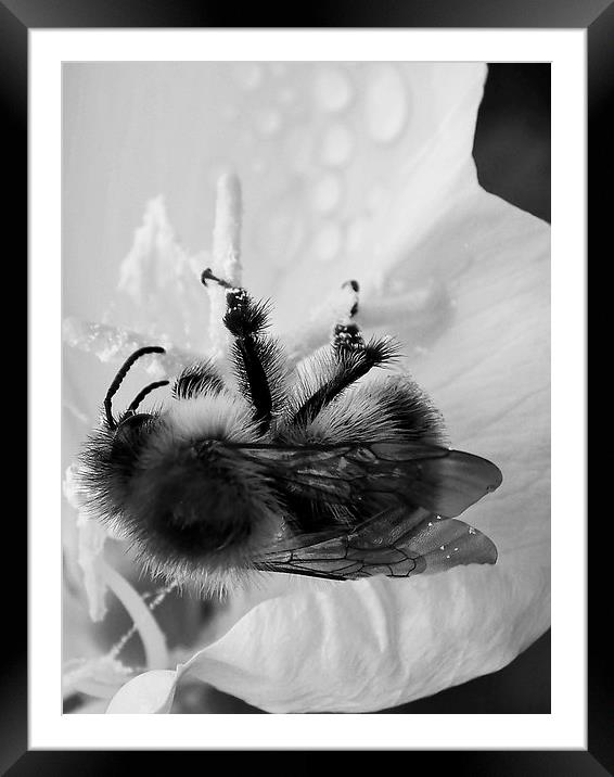 B/W Bee Framed Mounted Print by michelle whitebrook