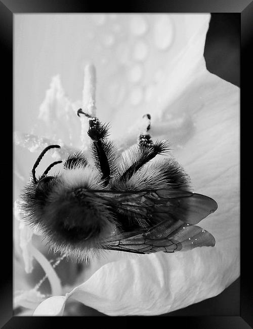 B/W Bee Framed Print by michelle whitebrook