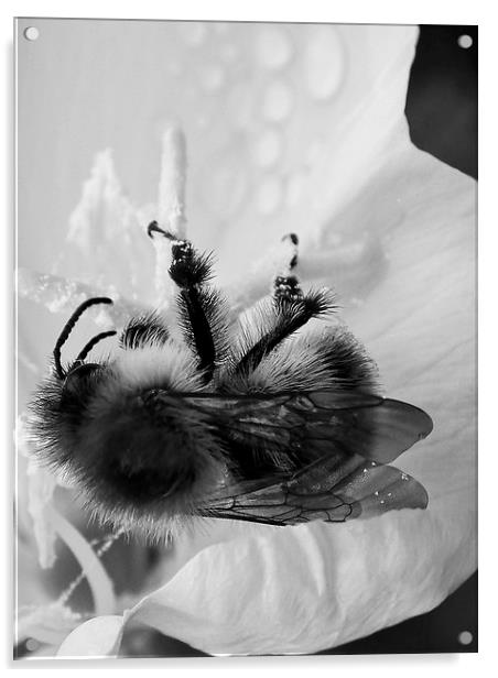 B/W Bee Acrylic by michelle whitebrook