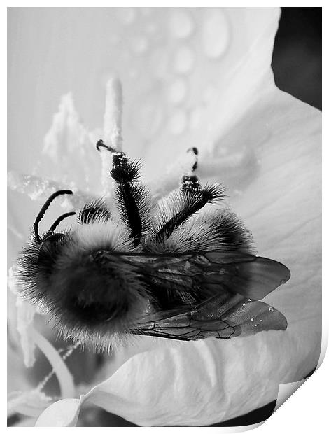 B/W Bee Print by michelle whitebrook