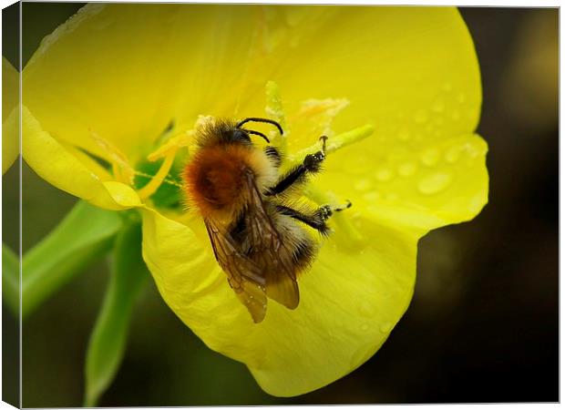 Little Bee Canvas Print by michelle whitebrook