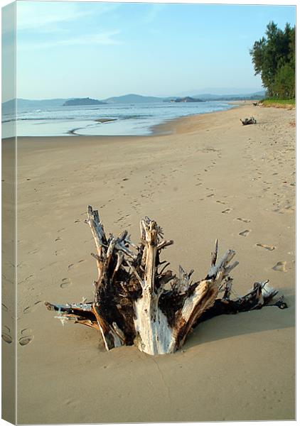 DRIFTWOOD Canvas Print by Mal Taylor Photography
