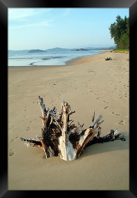 DRIFTWOOD Framed Print by Mal Taylor Photography
