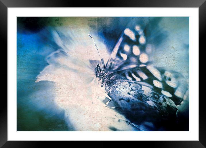 Blue Tint Butterfly Framed Mounted Print by Tony Fishpool