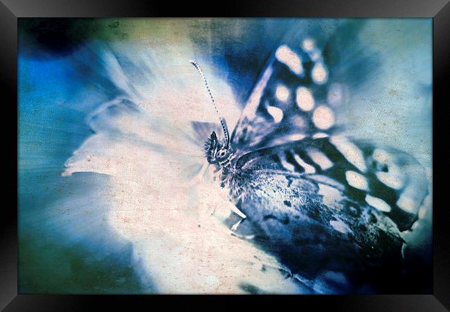 Blue Tint Butterfly Framed Print by Tony Fishpool