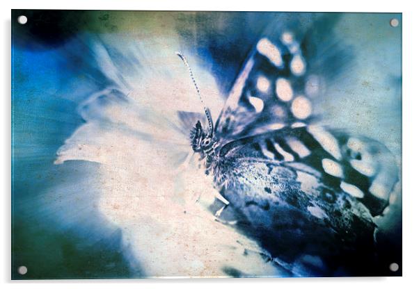 Blue Tint Butterfly Acrylic by Tony Fishpool