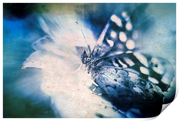 Blue Tint Butterfly Print by Tony Fishpool