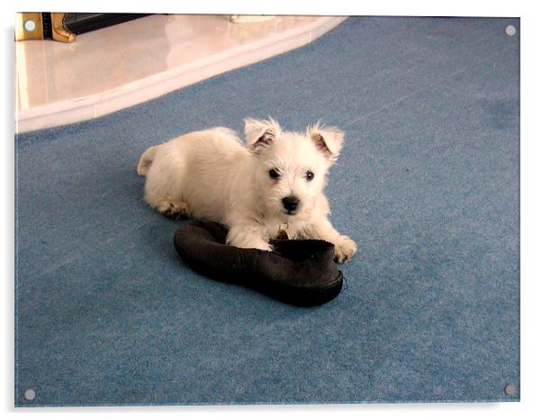 The Westie and a slipper Acrylic by Bill Lighterness