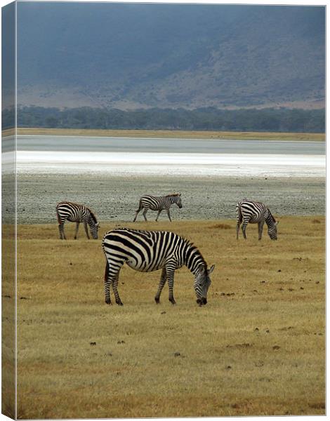 Wild Zebras on a lake Canvas Print by Ralph Schroeder