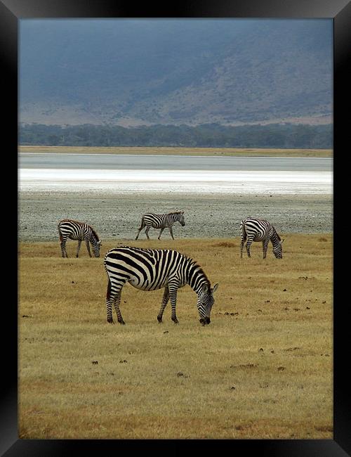 Wild Zebras on a lake Framed Print by Ralph Schroeder