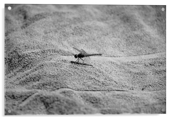 Menorcan Dragonfly Acrylic by Shaun Cope