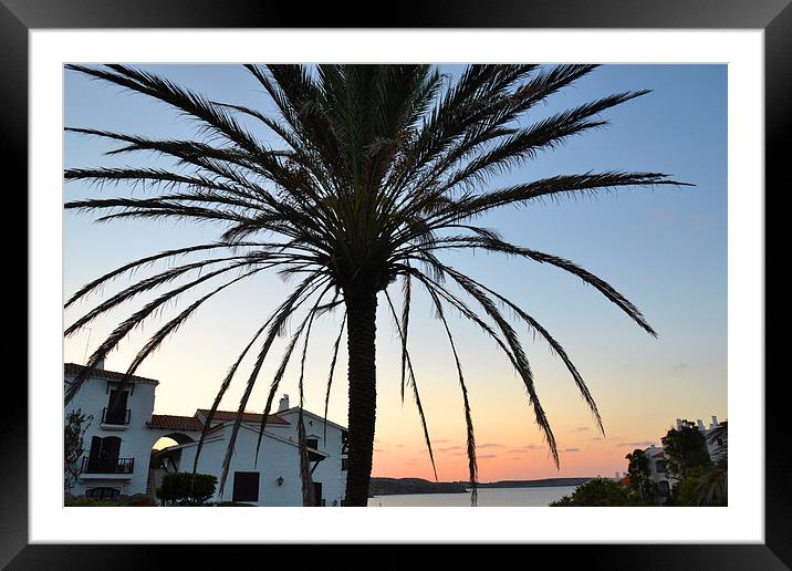 Sunset Palm Framed Mounted Print by Shaun Cope