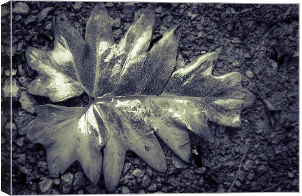 Wet leaf Canvas Print by Gareth Burge Photography