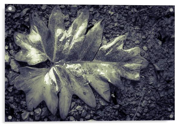 Wet leaf Acrylic by Gareth Burge Photography